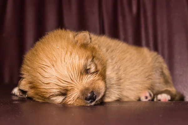 Piccolo soffice cucciolo di pomerania — Foto Stock