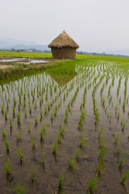 mısır tarlası saman