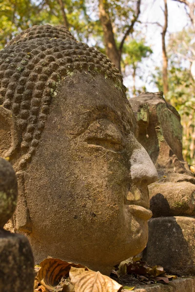 Hlava Buddhy v wat umong chiangmai — Stock fotografie