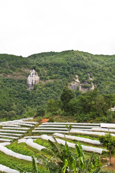 Hmong' trädgård gård nära siribhum vattenfall — Stockfoto