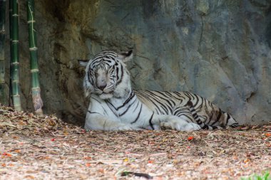 Beyaz Kaplan chiangmai Hayvanat Bahçesi, Tayland