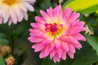 ıslak pembe dahlia