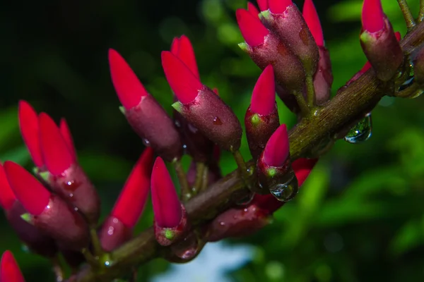 Drop on Erythrina variegata (Parichat flowers) — Stock Photo, Image