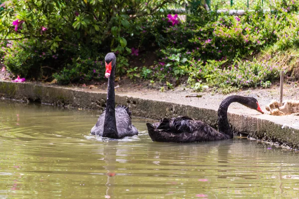 Feeding black swans — Stock Photo, Image