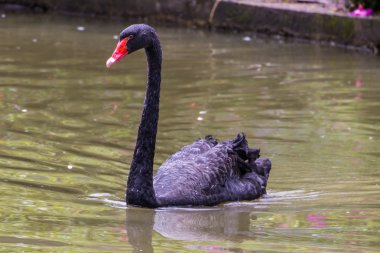 siyah kuğular besleme