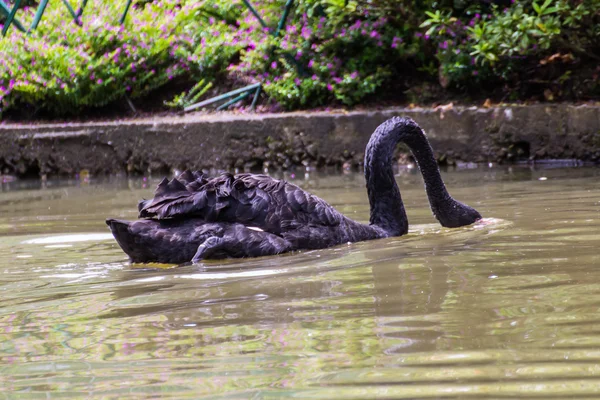 Feeding black swans — Stock Photo, Image
