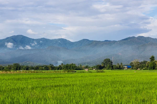 Landskap med risfält i chiang mai, thailand — Stockfoto