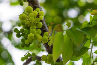 yıldız bektaşi üzümü ve bokeh