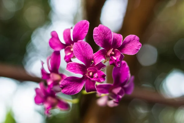 Samling av rosa orkidéer och bokeh — Stockfoto