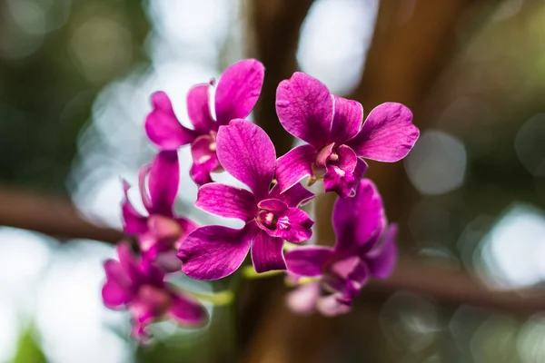 Kolekce růžové orchideje a bokeh — Stock fotografie