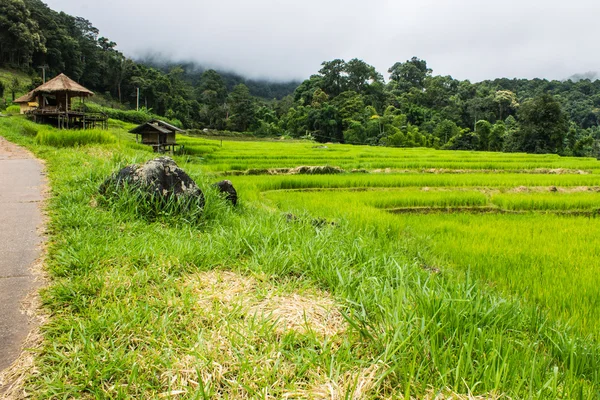 Schöne grüne Reisterrassen in doi inthanon, maeglangluang karen village — Stockfoto