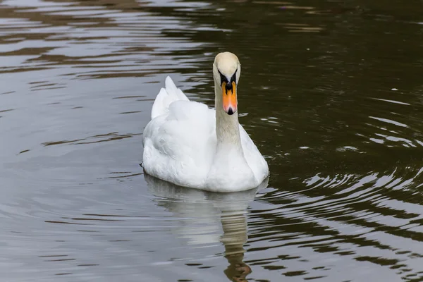 White Swan in The pond — Stock Photo, Image
