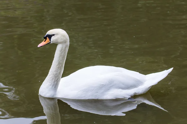 White Swan in The pond — Stock Photo, Image