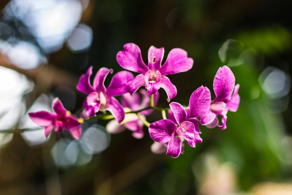 Samling av rosa orkidéer och bokeh — Stockfoto
