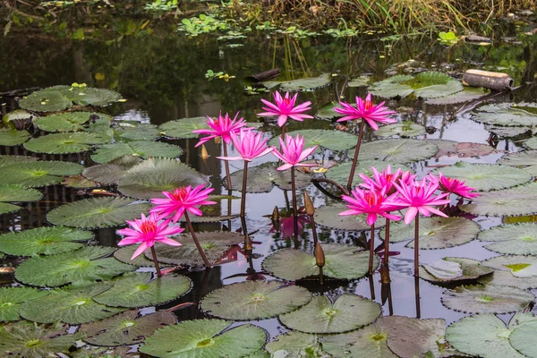lagoon içinde pembe lotus
