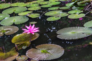lagoon içinde pembe lotus