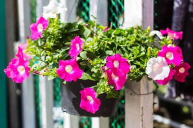 Petunya çiçek surfinia