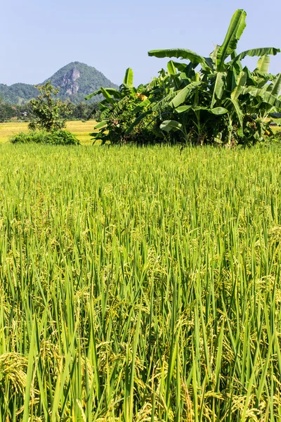 Pirinç alanı — Stok fotoğraf