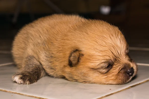 Piccolo soffice cucciolo di pomerania — Foto Stock