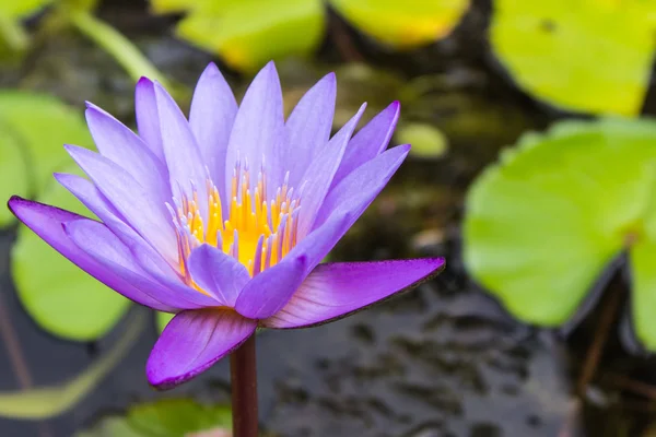 Buda heykelinin wat saen fang, chiangmai, Tayland