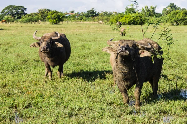 Masas búfalo y el inclinado en hierba — Foto de Stock