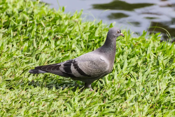 Pigeon in lawn — Stock Photo, Image