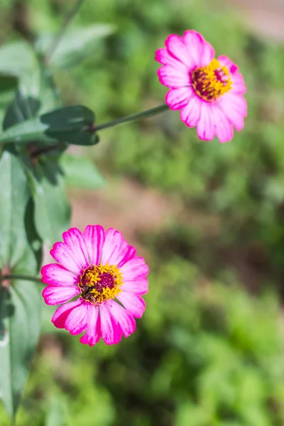 Pink Straw flower — Stock Photo, Image