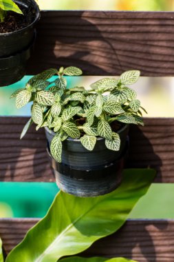 Natürmort, çizgili yaprak süs bitkileri