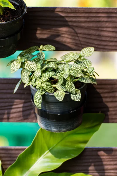 Natürmort, çizgili yaprak süs bitkileri