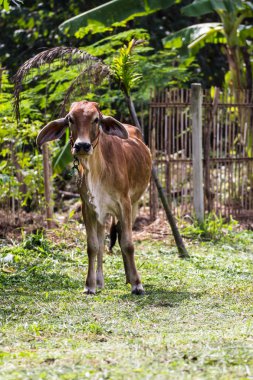 çayır üzerinde inek