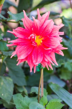 pembe krizantem Bahçe