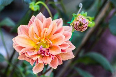 pembe krizantem Bahçe