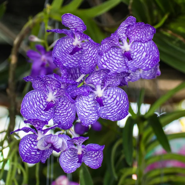 Fialové orchideje vanda — Stock fotografie