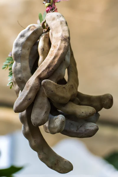 Tamarinde aufhängen — Stockfoto