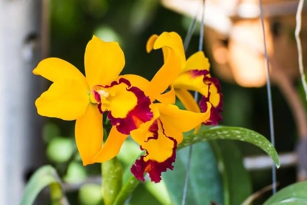 Yellow Orchids — Stock Photo, Image