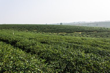 yeşil çay alan, Tayland chiangrai