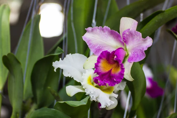 Bílé a fialové cattleya orchidej — Stock fotografie