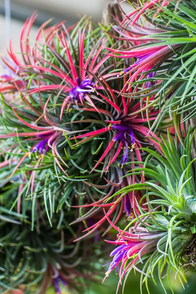 tillandsia ionantha asılı çiçek