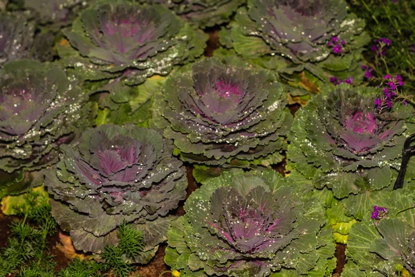 Purple cabbage in plot — Stock Photo, Image