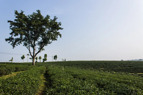 Grüner Tee Feld, Chiangrai in Thailand — Stockfoto