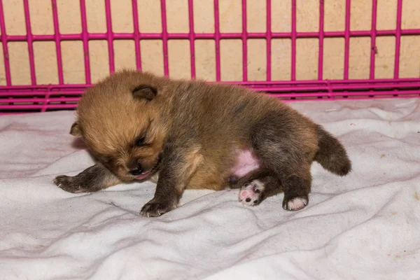 Lille fluffy pommerske valp, vær søvnig – stockfoto