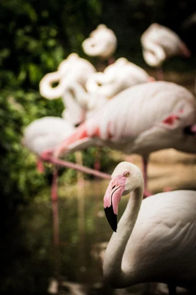 Plameňák, pták, Laguna, bílá, růžová — Stock fotografie