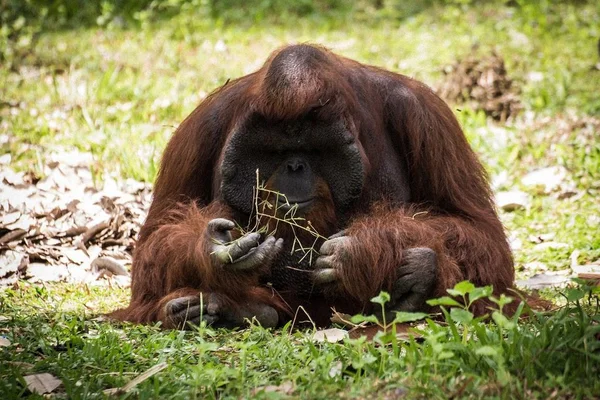 Orangutan sadly, mammal, brown, orangutan, sadly, animal, zoo — Stock Photo, Image
