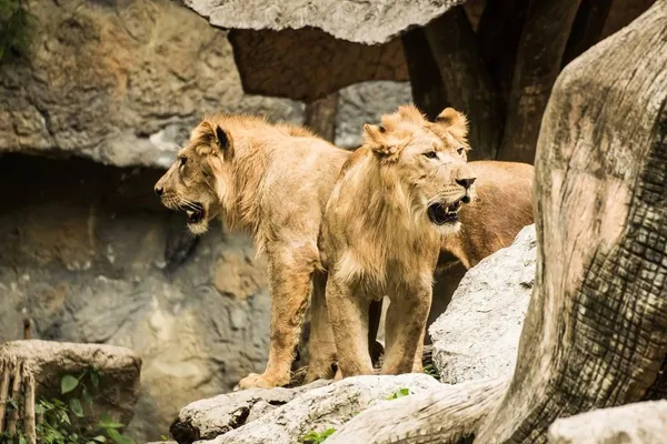 Lion, zoo, djur. däggdjur, sten, rovdjur, två — Stockfoto