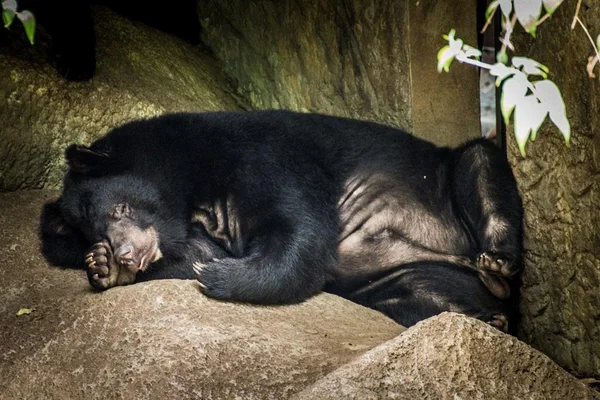 Черный медведь спит, медведь, черный сон, животное, маммал, зоопарк — стоковое фото