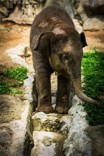 Baby Thaise olifanten, elaphant, baby, thai, dier, zoogdier — Stockfoto