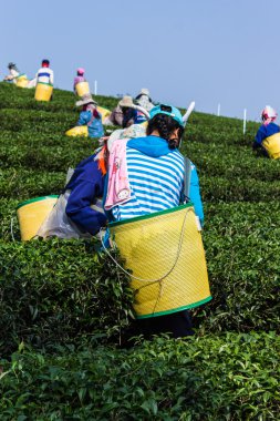 akha çay toplayıcılar, chiangrai Tayland