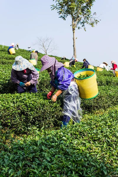 akha çay toplayıcılar, chiangrai Tayland