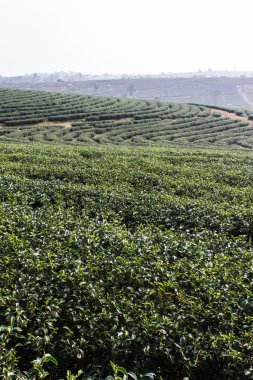 yeşil çay alan, Tayland chiangrai