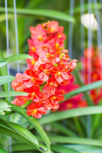 Red Orchid Flower — Stock Photo, Image